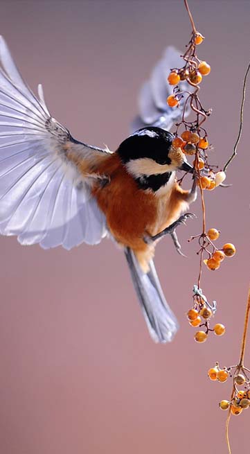 bird