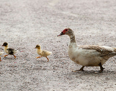 ducks