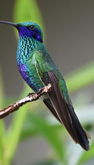 hummingbird
