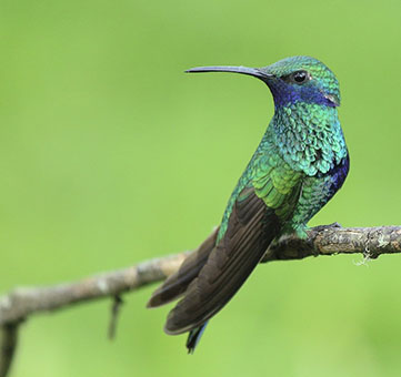 hummingbird