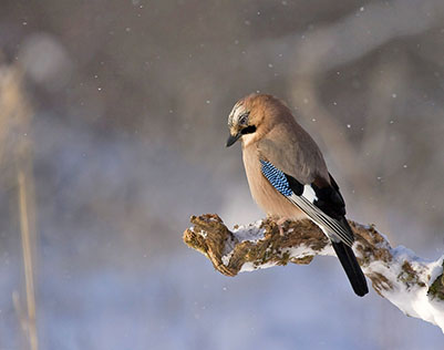 jay