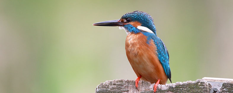 kingfisher-bird